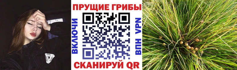 Галлюциногенные грибы Psilocybine cubensis  Купить где  Стрежевой 